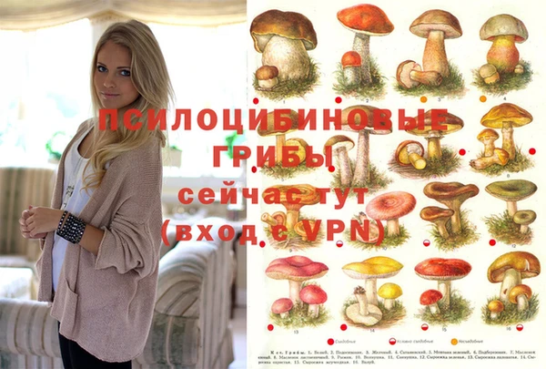 шишки Алзамай